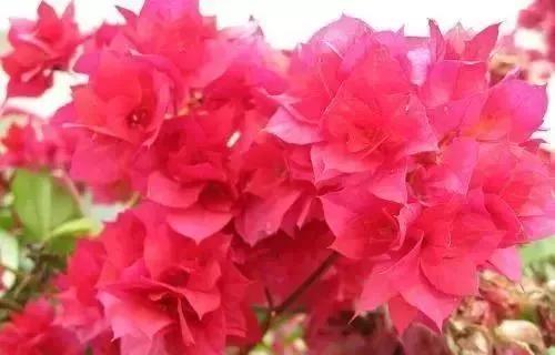 春天养花用见干见湿还是干透浇透,养花的土什么情况叫见干见湿