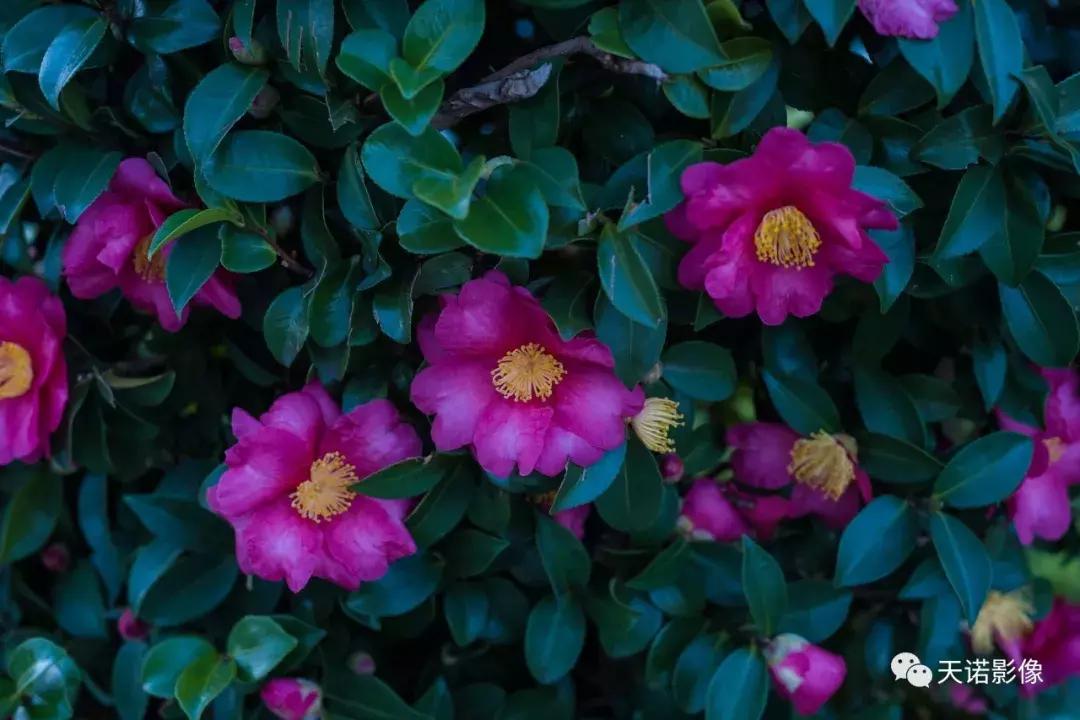 锐不可当字体图片,锐不可当的镜头