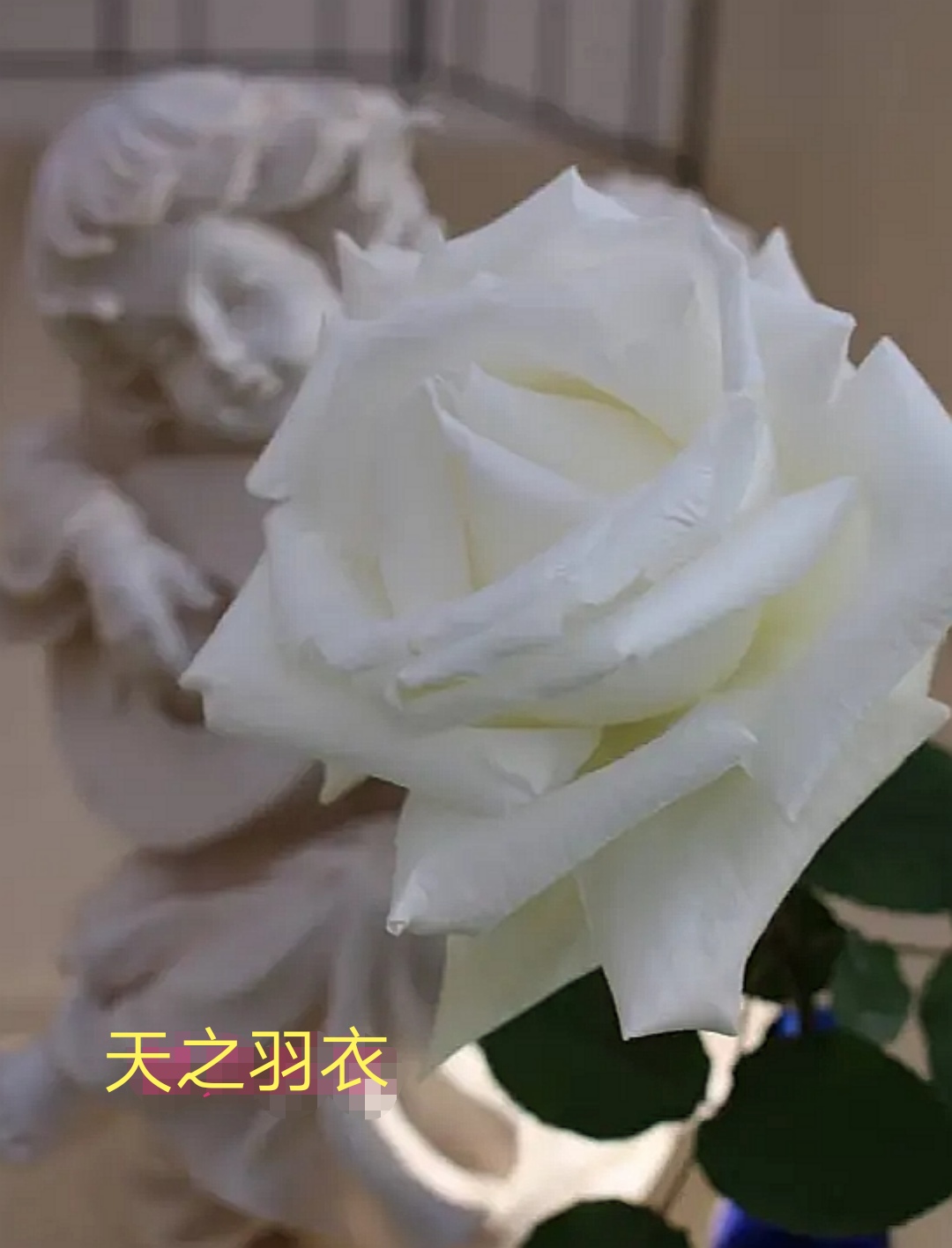 木村卓功推荐的月季,木村卓功月季