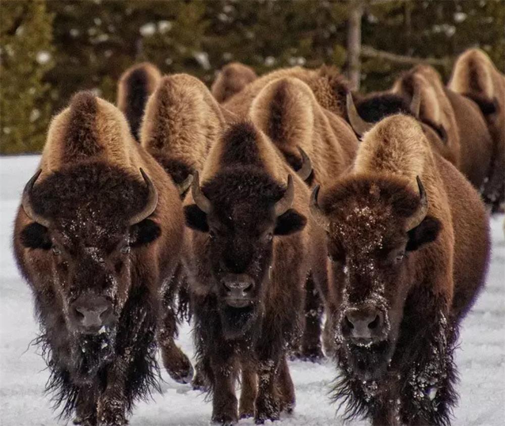 美洲野牛最大体重,美洲野牛巨大的体型