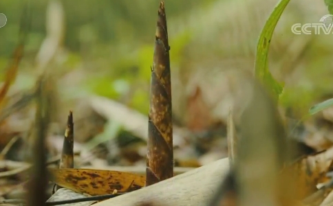 秋季山珍“方竹笋”，味美营养，常食延年益寿