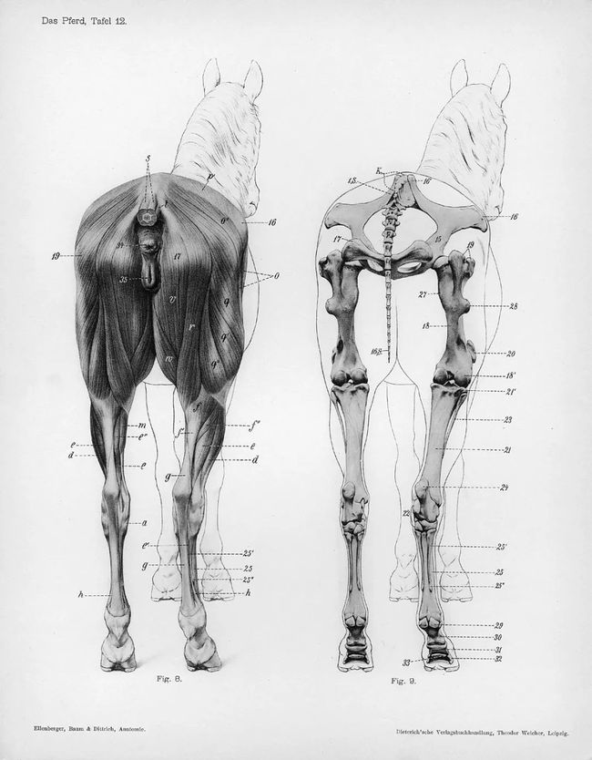 人类排泄需要用纸巾清理屁股，为什么动物却不需要？