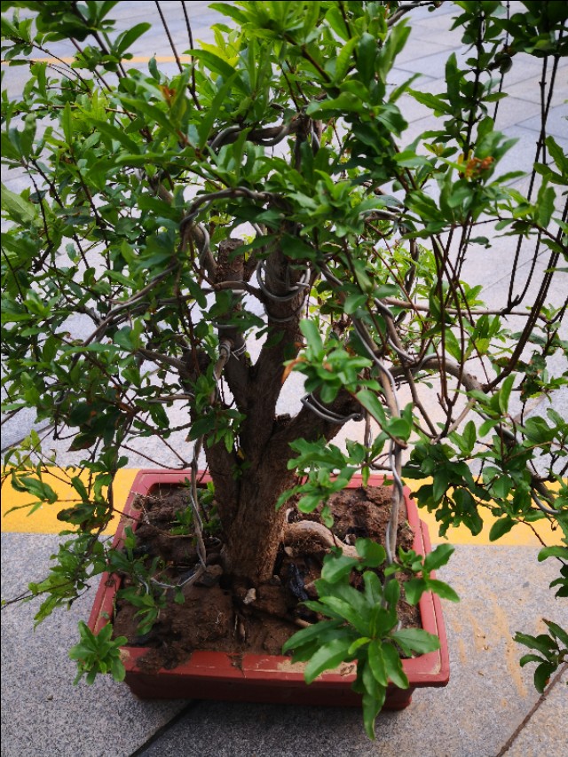 网上购买石榴树怎么种植,网购的石榴树第二年怎么修剪