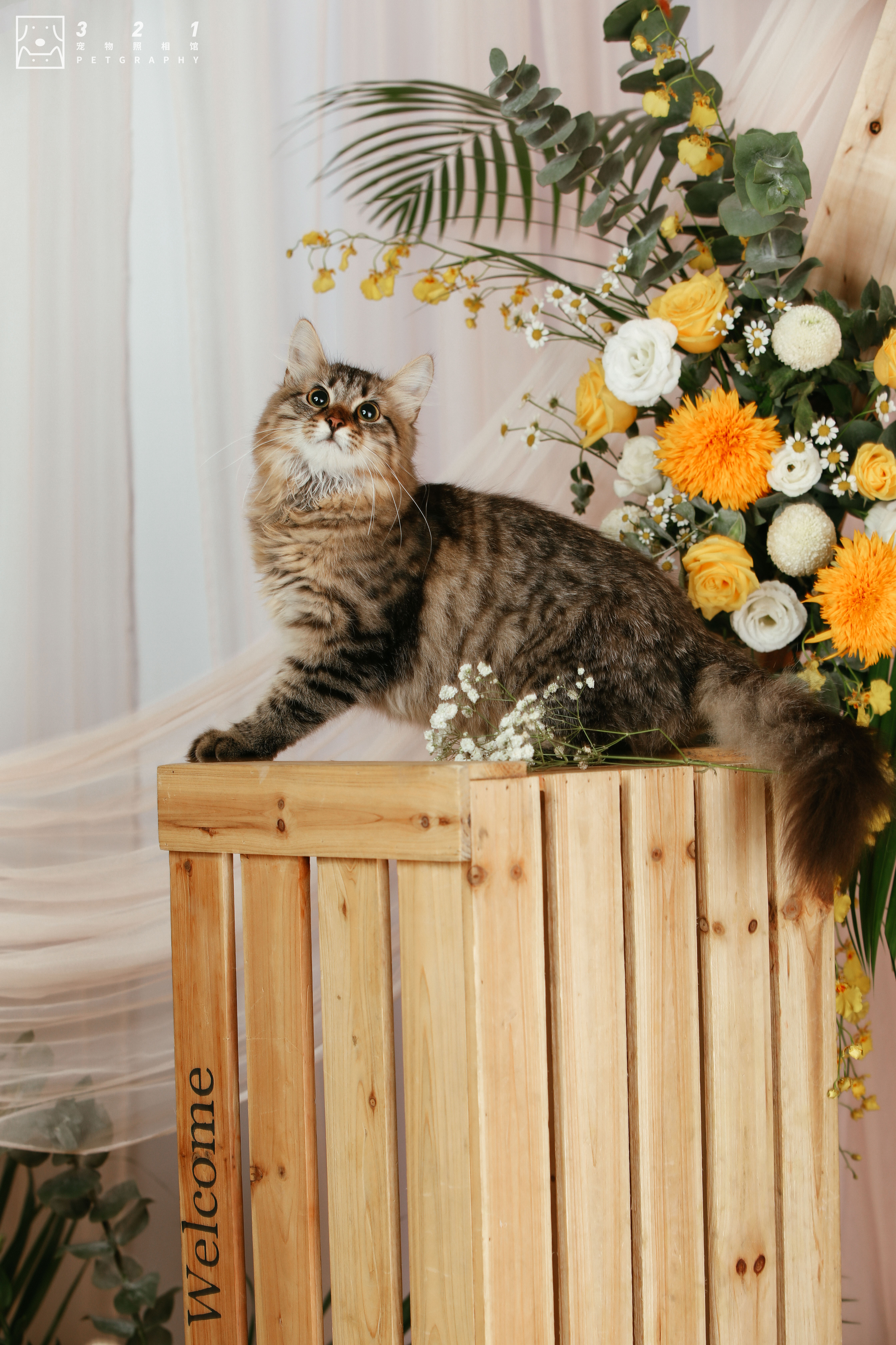 宠物狗结婚也是要仪式感的,给狗狗办婚礼的感受