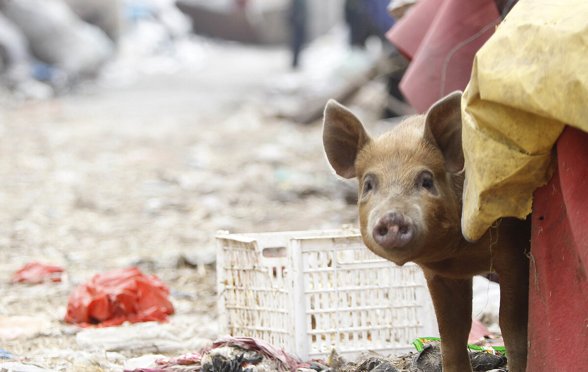 海关进口猪肉最新消息,海关进口猪肉到岸价格