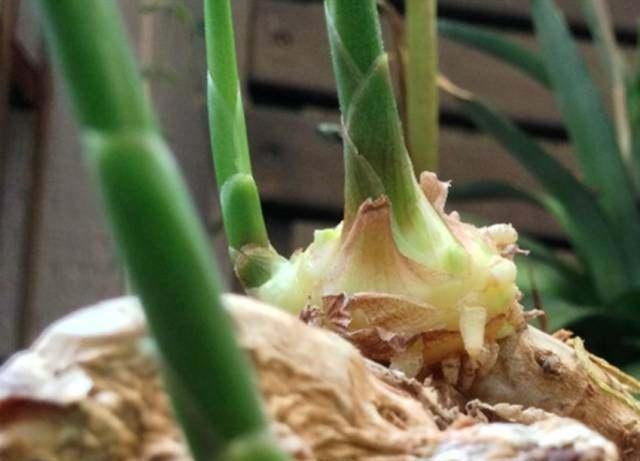 生姜种法十月可以种,庭院生姜种植方法和最佳时间