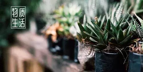 为什么年轻人养不活,年轻人自己都养不活为什么养宠物