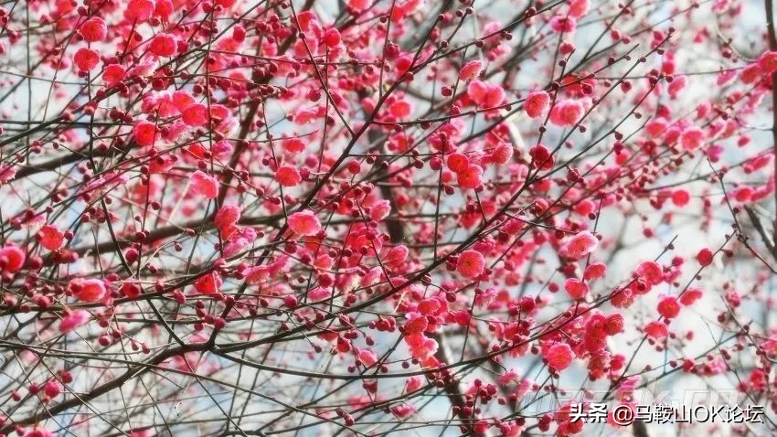 马鞍山滨江公园樱花开了吗,马鞍山雨山樱花