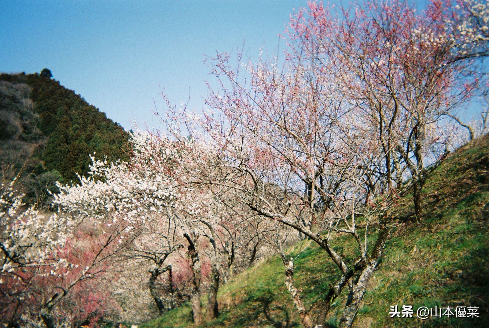 不先一步感受春天的到来吗日本全国华丽的梅花名胜