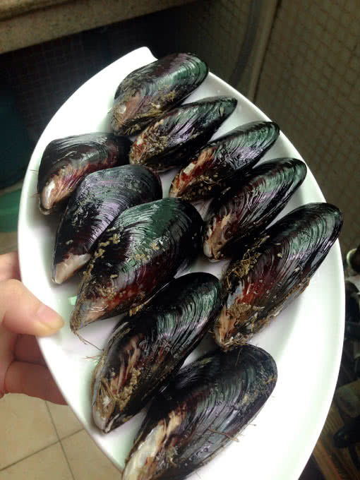 渤海湾野生海鲜图片,渤海湾海鲜为什么好