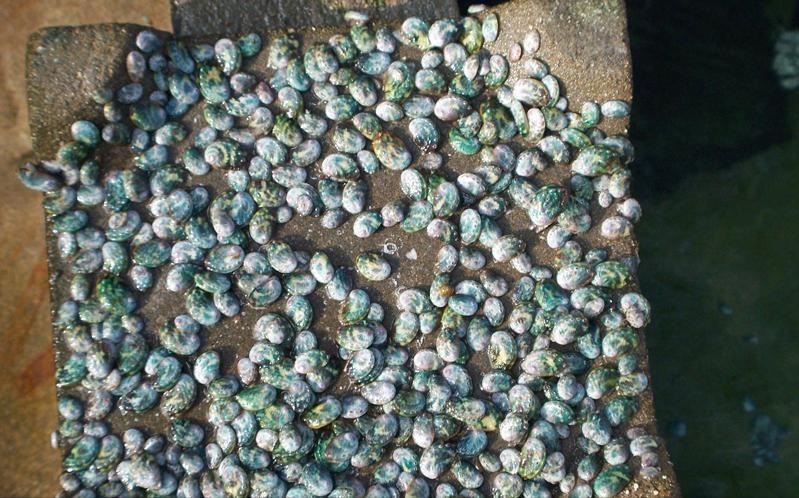 鲍鱼养殖致富经,人工养殖大鲍鱼