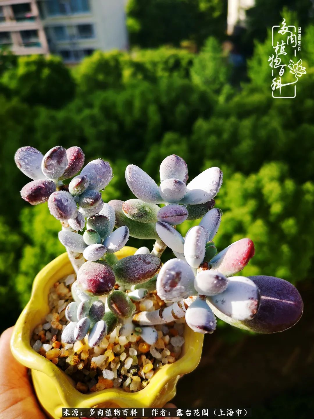 这6种多肉又粉又可爱萌翻少女心,粉粉萌萌的多肉有哪些