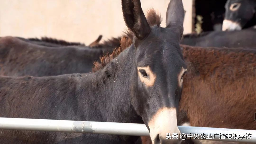 田间示范秀2020年视频,田间示范秀养绵羊