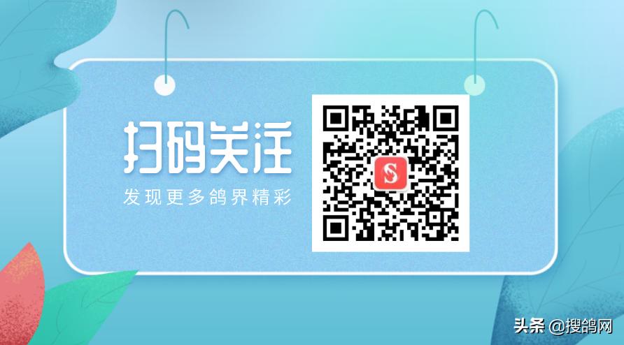 秋季赛鸽腺病毒是怎么传染的,秋季赛鸽单眼伤风原因