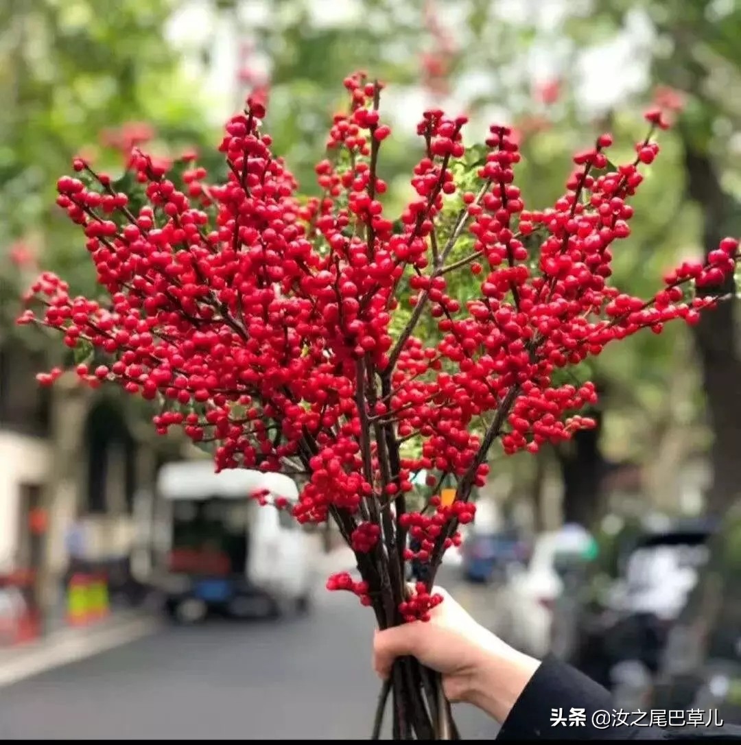 过年最受欢迎的花,北美冬青和金玉珠的区别