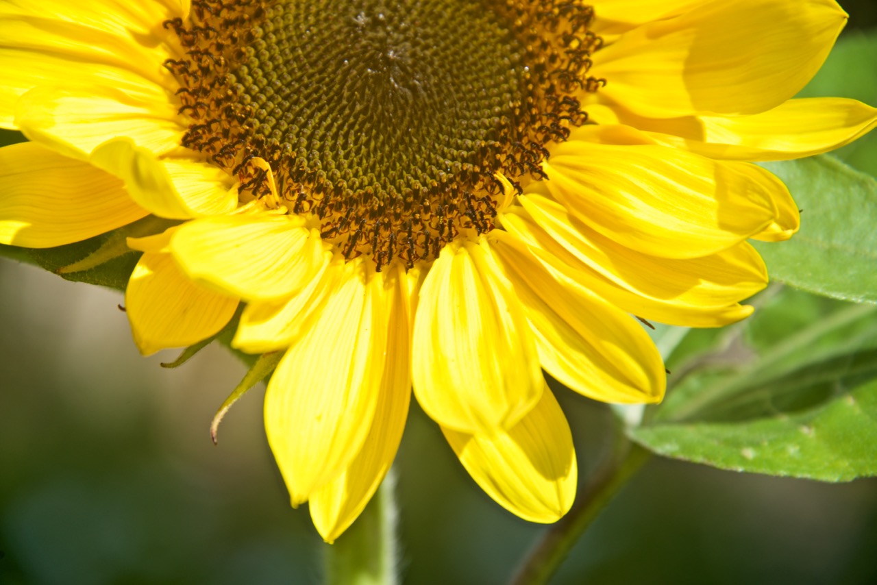 向日葵象征阳光与热情,向日葵象征着朝气蓬勃的向上心态