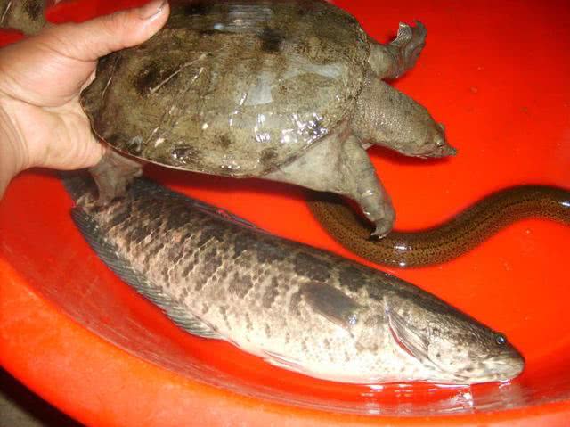 渔人钓鱼技巧视频,祖传千年钓甲鱼秘方