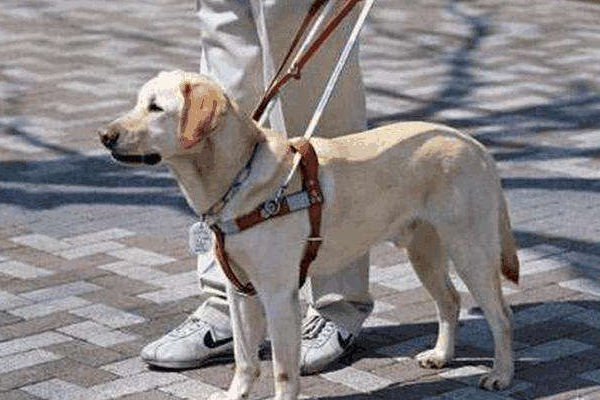 金毛与拉布拉多谁是更好的导盲犬,拉布拉多金毛导盲犬