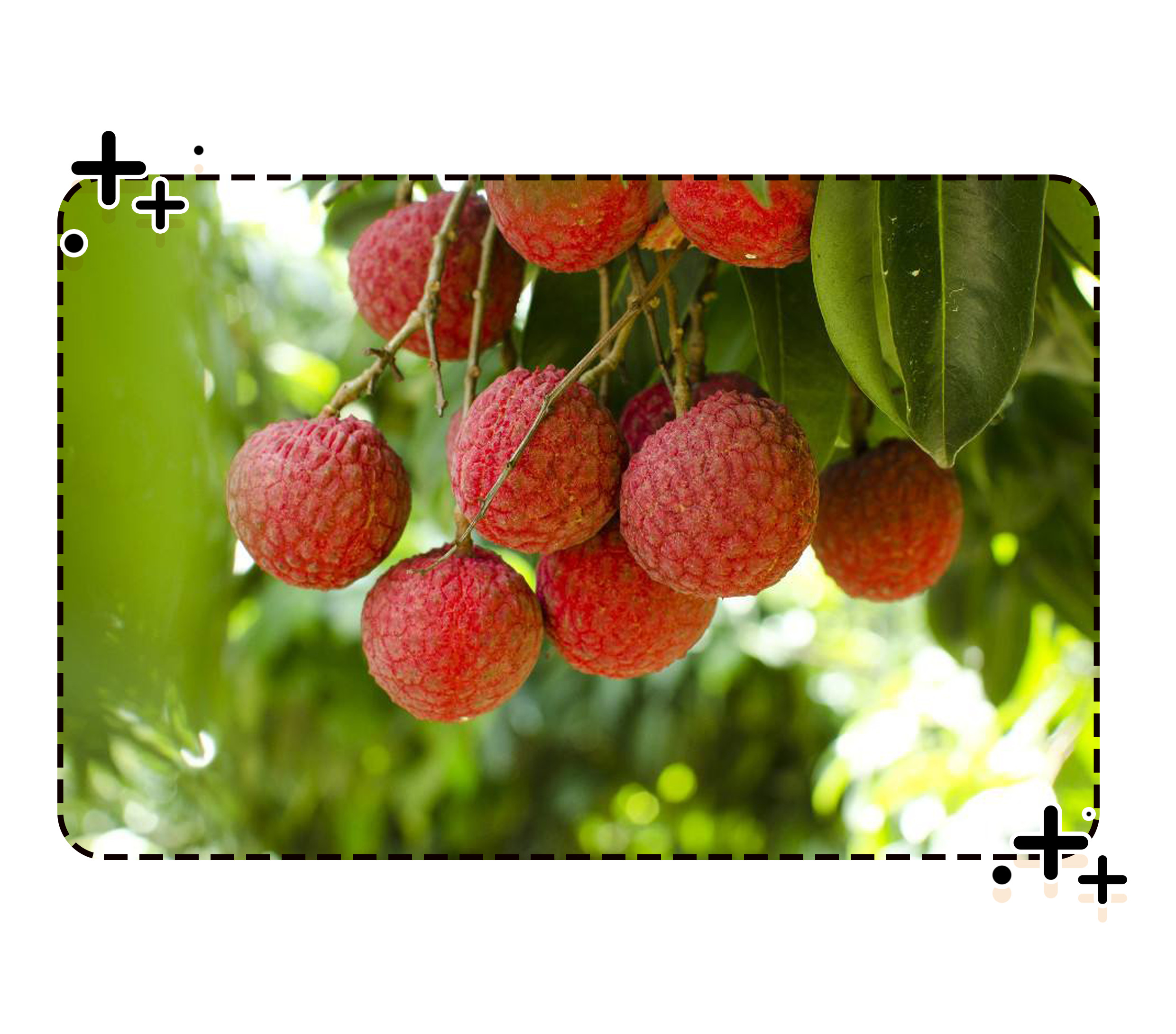 荔枝自由有多难实现?就连古代皇帝都为了它拼了老命(菲李漫画)