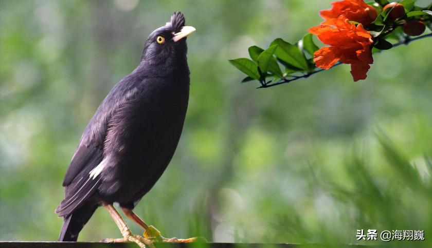 山海经第五卷小说,山海经第五篇