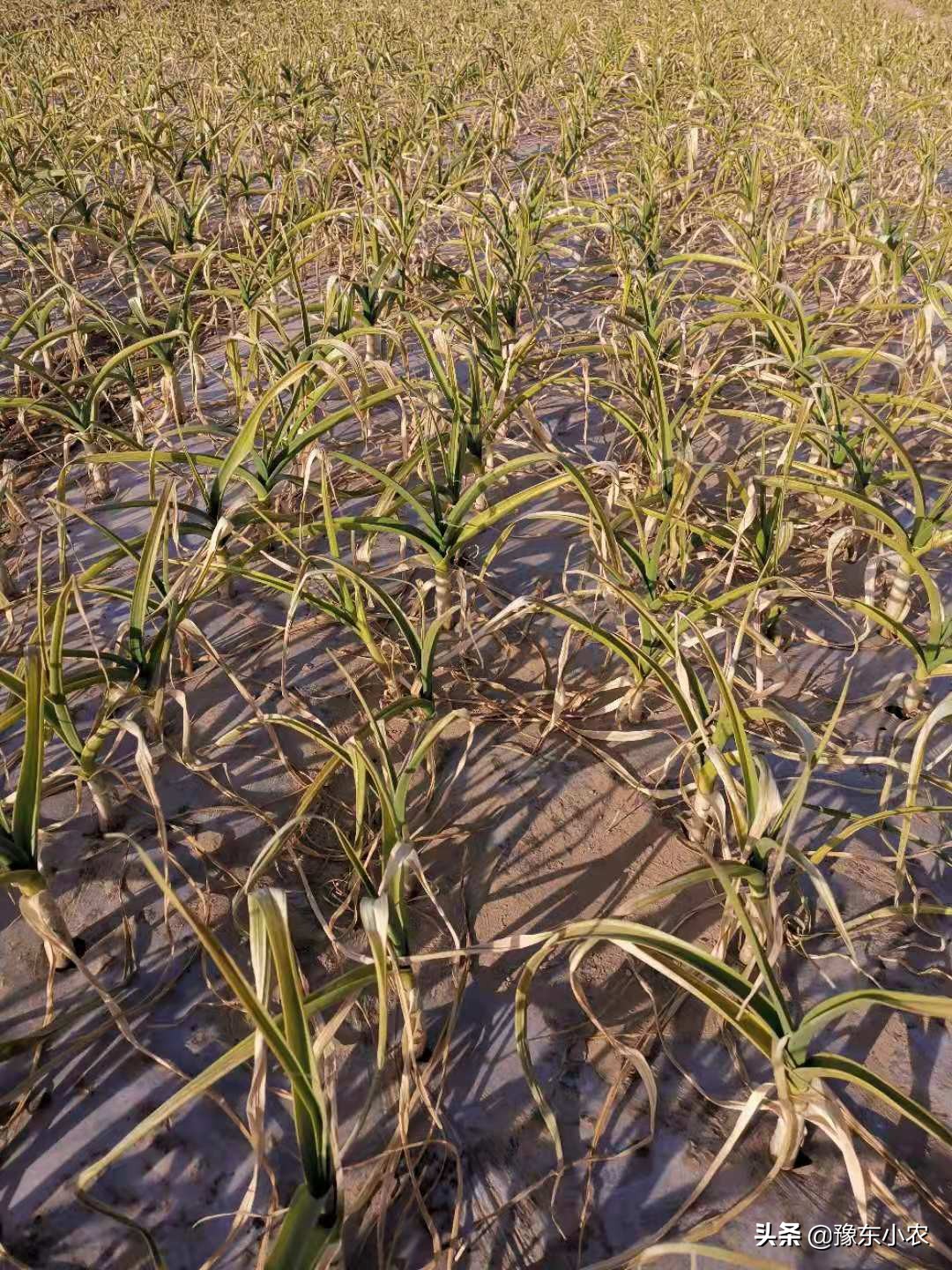 2023年大蒜干蒜价格能卖多少,2023年河南大蒜蒜苔价格行情预测