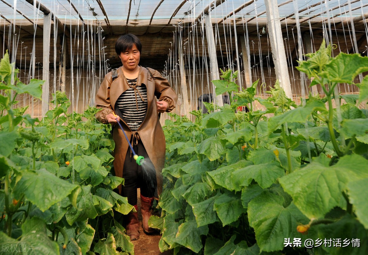 种菜先学会使用食醋，促长、增产、防治病虫害，样样精通