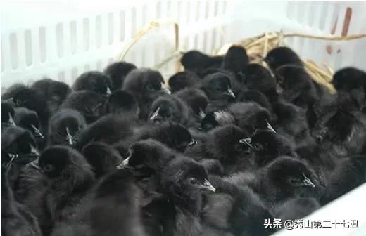 一万只土鸡卖柴鸡蛋年入百万,农村小伙养鸡一只鸡最贵卖1100元