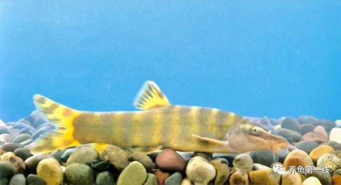 十种常见的水生动物,鳅科动物图片