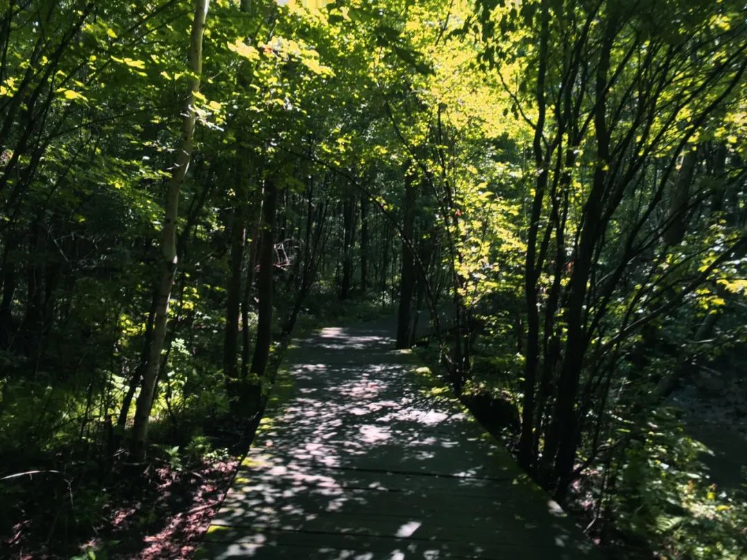 仙鹤起舞水粉画,仙鹤起舞展翅飞