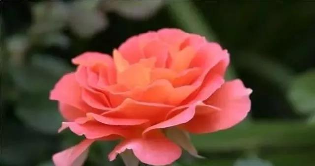 玫瑰花有哪些品种,玫瑰花有哪些品种大全