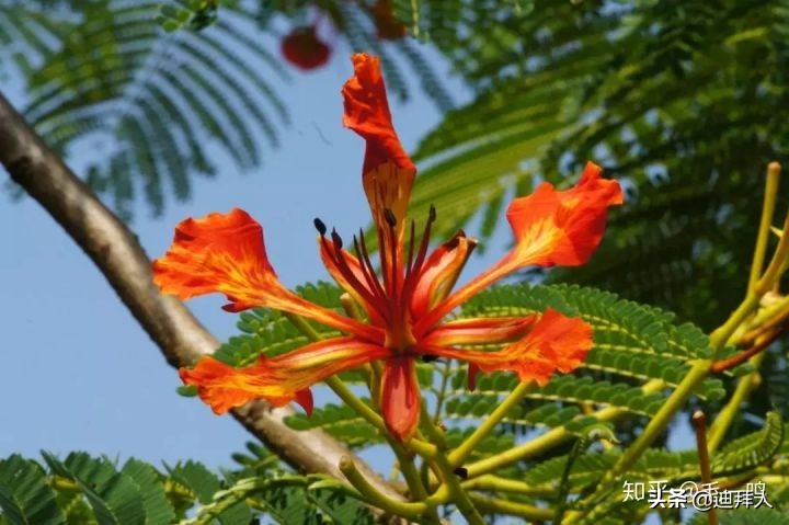 迪拜种一棵树,迪拜养一棵树成本