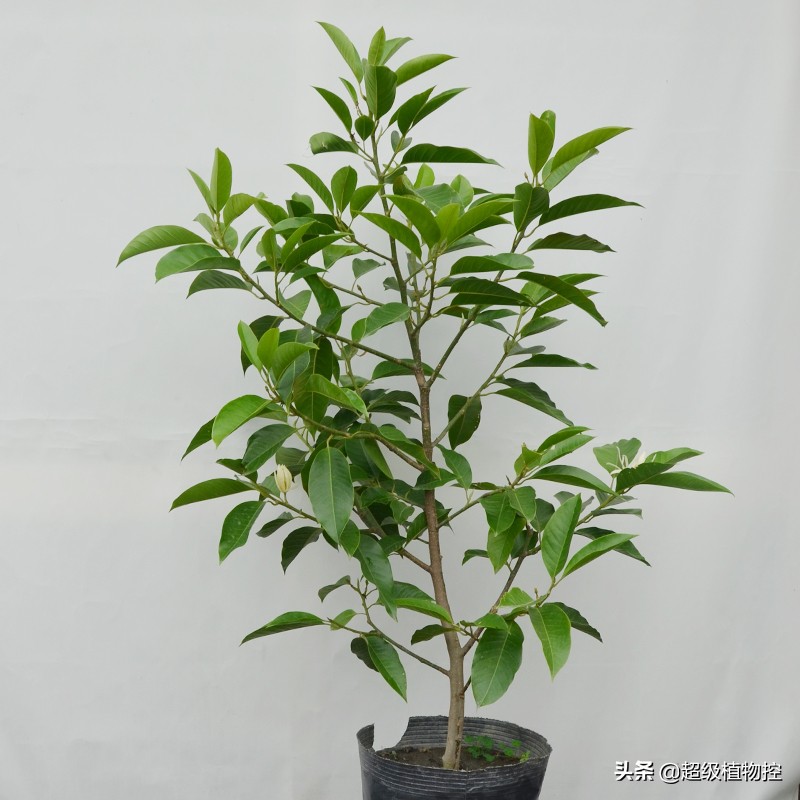 四季开花的香花植物,列举6种香花植物