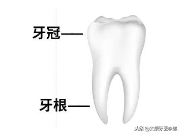 孩子门牙摔掉了一小块怎么治疗,四岁门牙摔掉了怎么办
