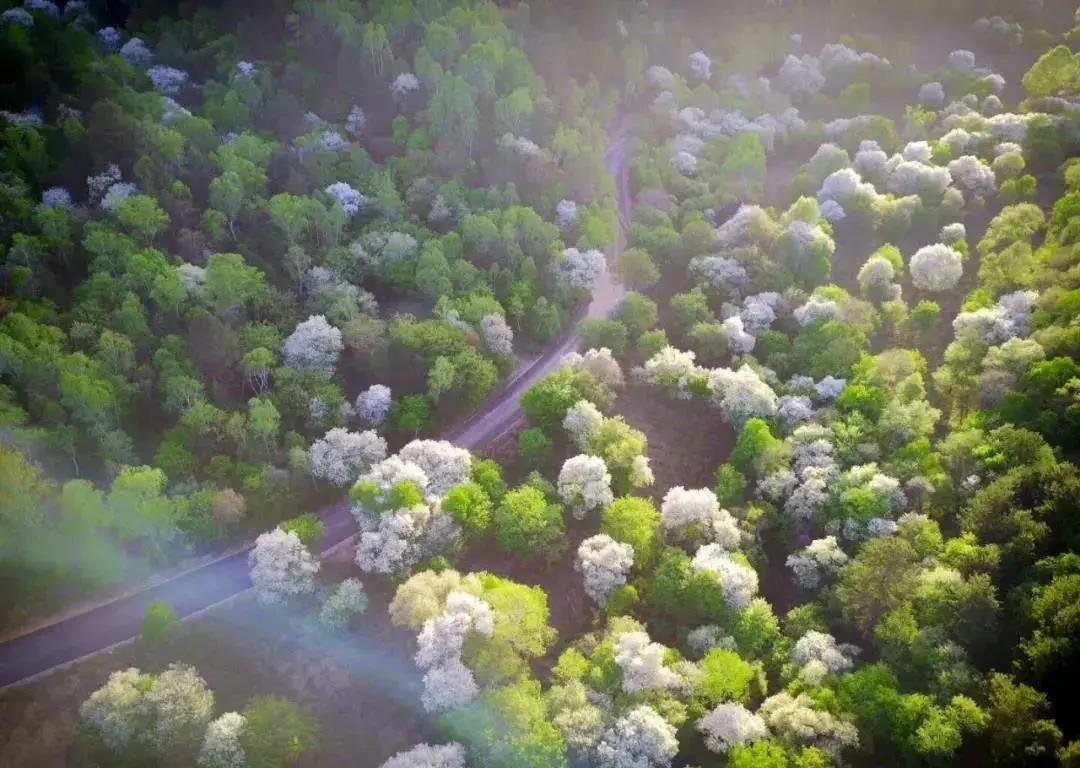 五一去香格里拉人多吗,西安出发香格里拉旅游攻略