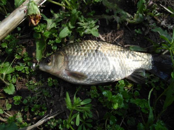 春钓应该注意什么,春钓用蚯蚓好吗