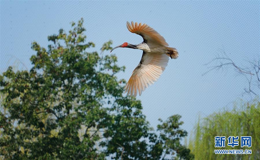 大自然的神奇朱鹮,国宝朱鹮让世界瞩目的东方宝石