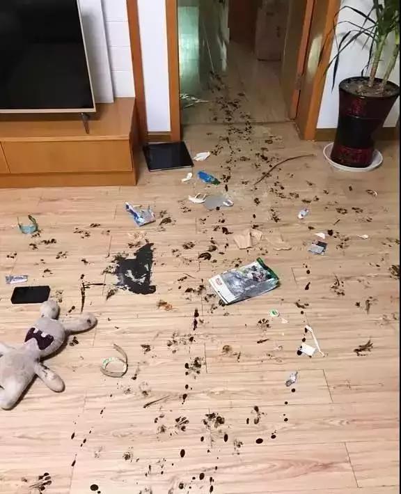 如何判断边境牧羊犬是笨是聪明,边境牧羊犬为什么不会攻击人