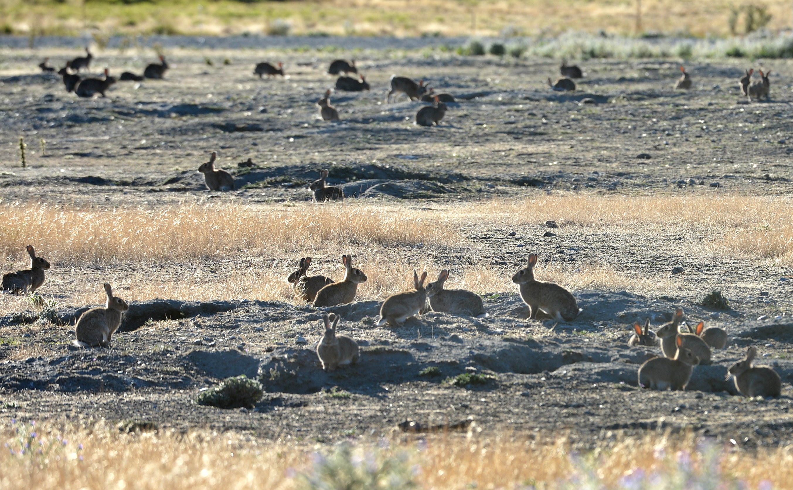 澳洲野兔现状如何,澳洲野兔有多可怕