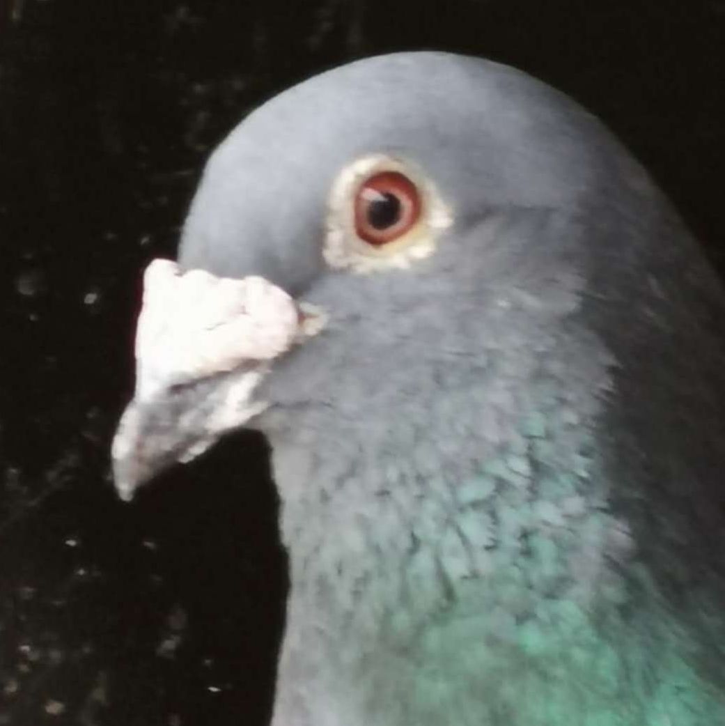 人药治鸽病大全,鸽病详解