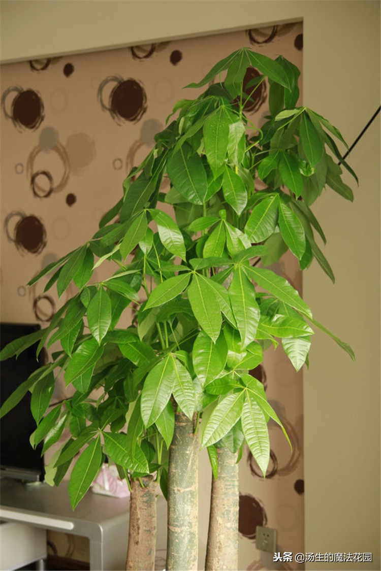 发财树叶子长白斑用什么药,发财树叶子长白斑怎么处理