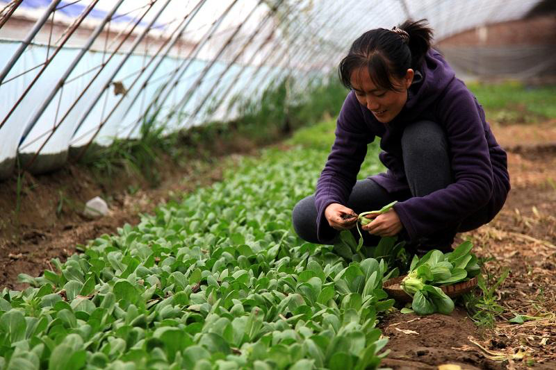 40个白手起家创业点子农民想创业,农村5种低成本创业