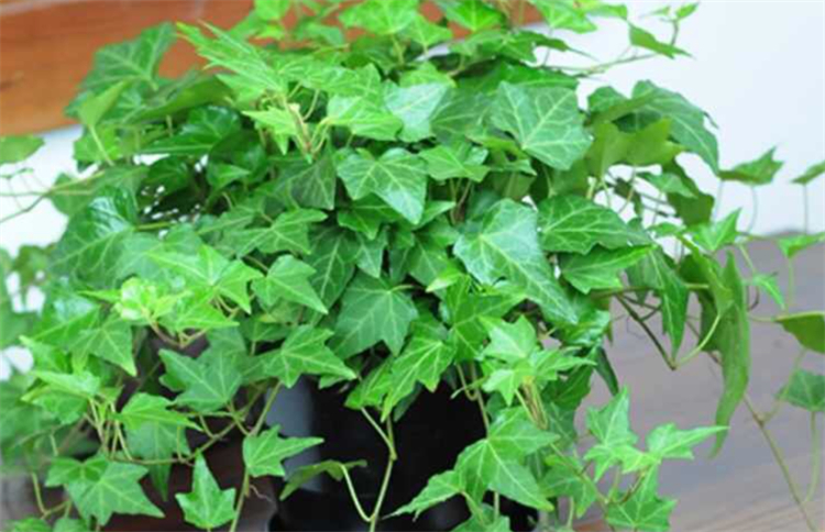 适合院子里种植的耐阴耐寒的植物,十大客厅耐阴绿植冬天不死的植物