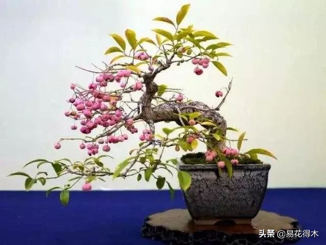 真果盆栽,结红色小果实的盆栽