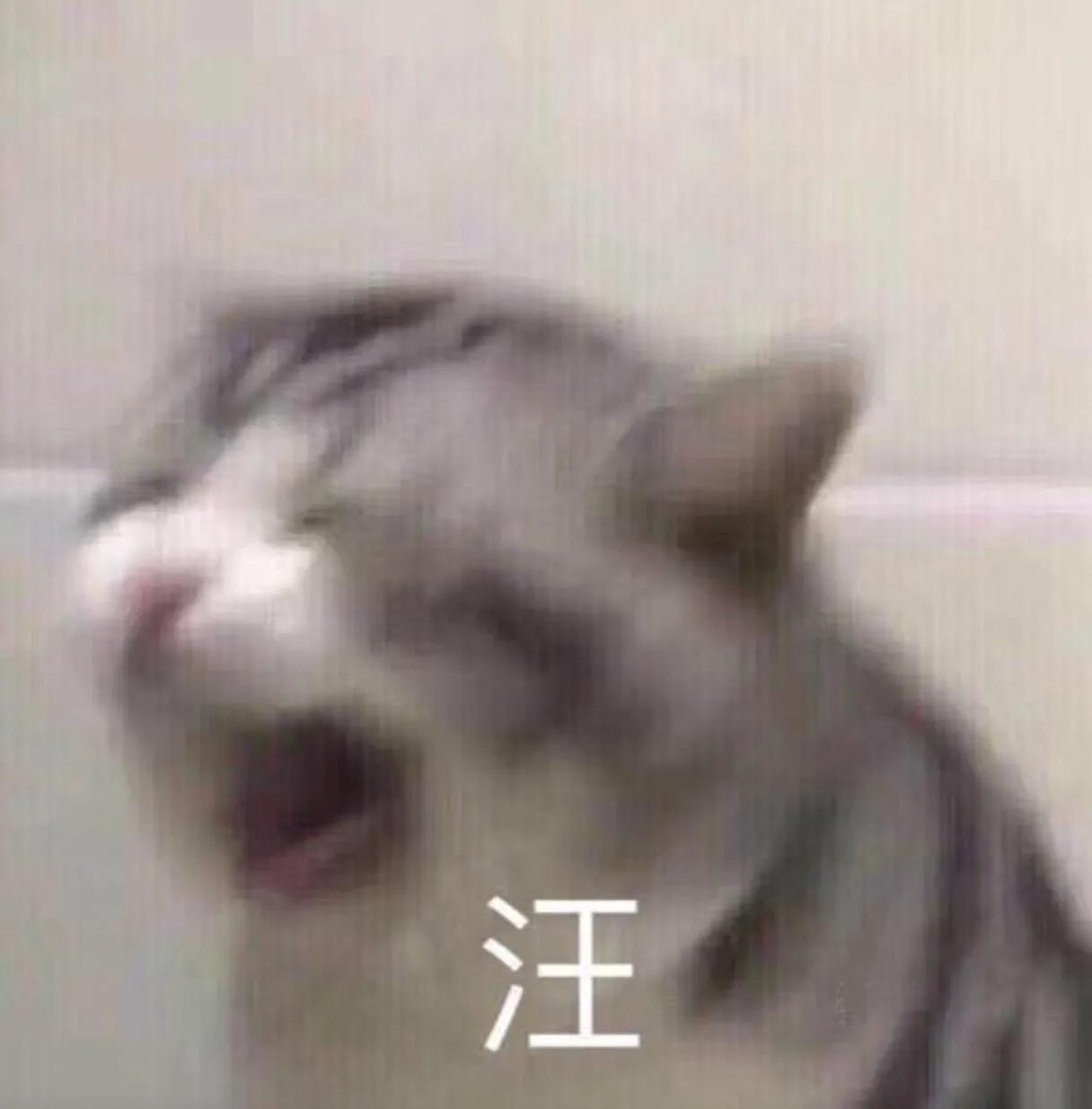 表情包大户第一弹,表情包大户就是我