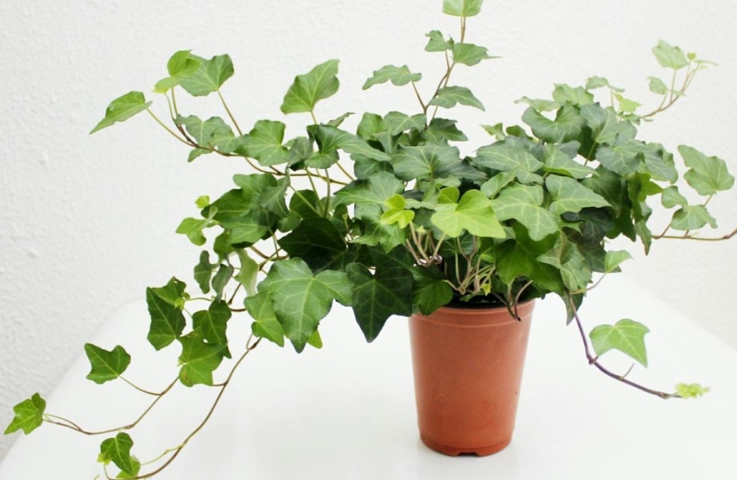 新房子摆放什么植物好养,室内易养绿色植物花卉盆栽