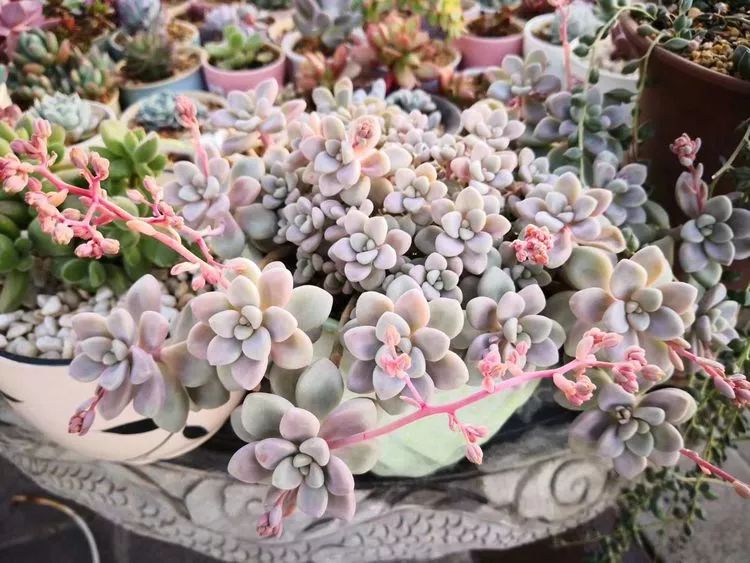 一花一世界多肉园艺,一花一世界一叶一菩提多肉植物