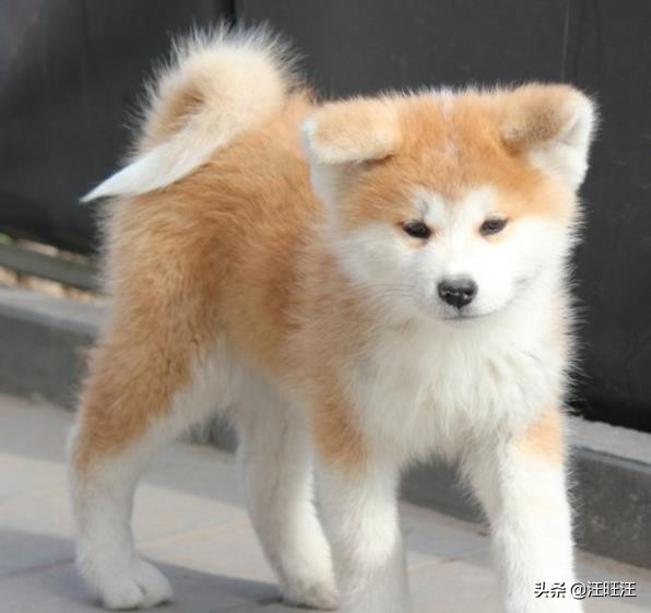 秋田犬为啥不建议新手养,新手适合养秋田犬吗