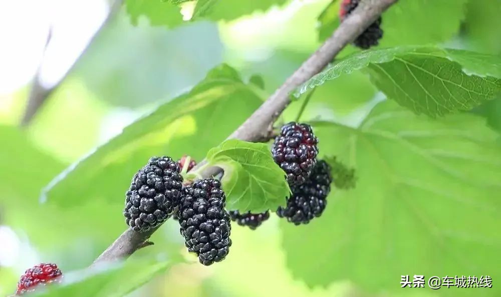 十堰市坐公交车最新要求,今天十堰公交202出行情况