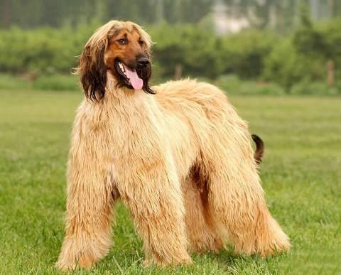 被小区不拴绳子的狗吓到了怎么办,孩子在小区内被未牵绳的狗追咬