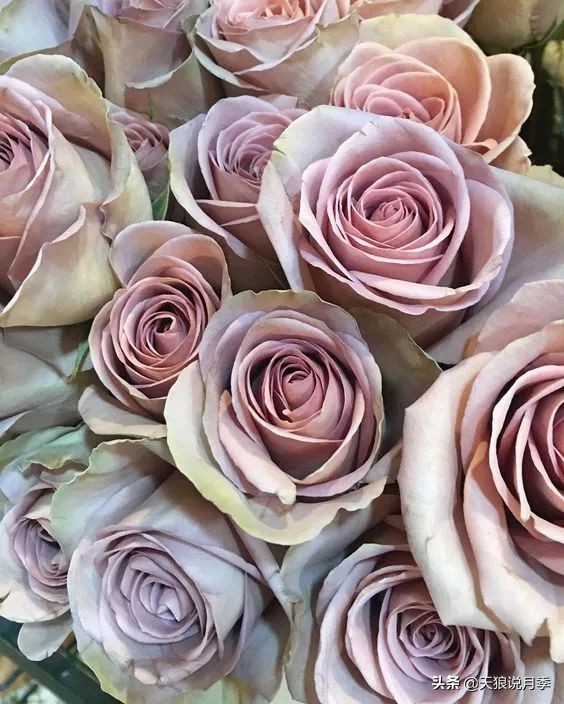 复古色月季什么品种的花好看,值得入手的复古色月季